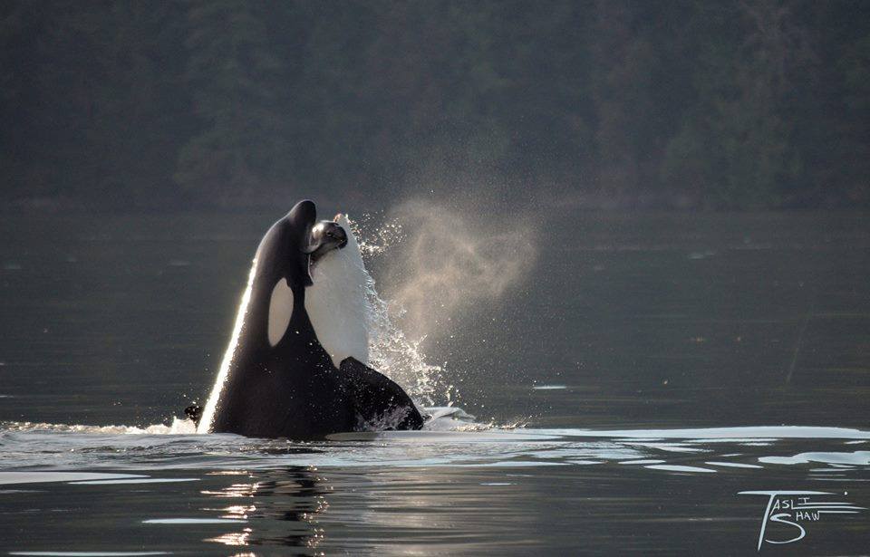 13938571_10153942764838865_7826419461497414595_n