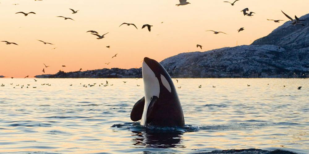 13958254_10153931850683865_4400151427744090586_o