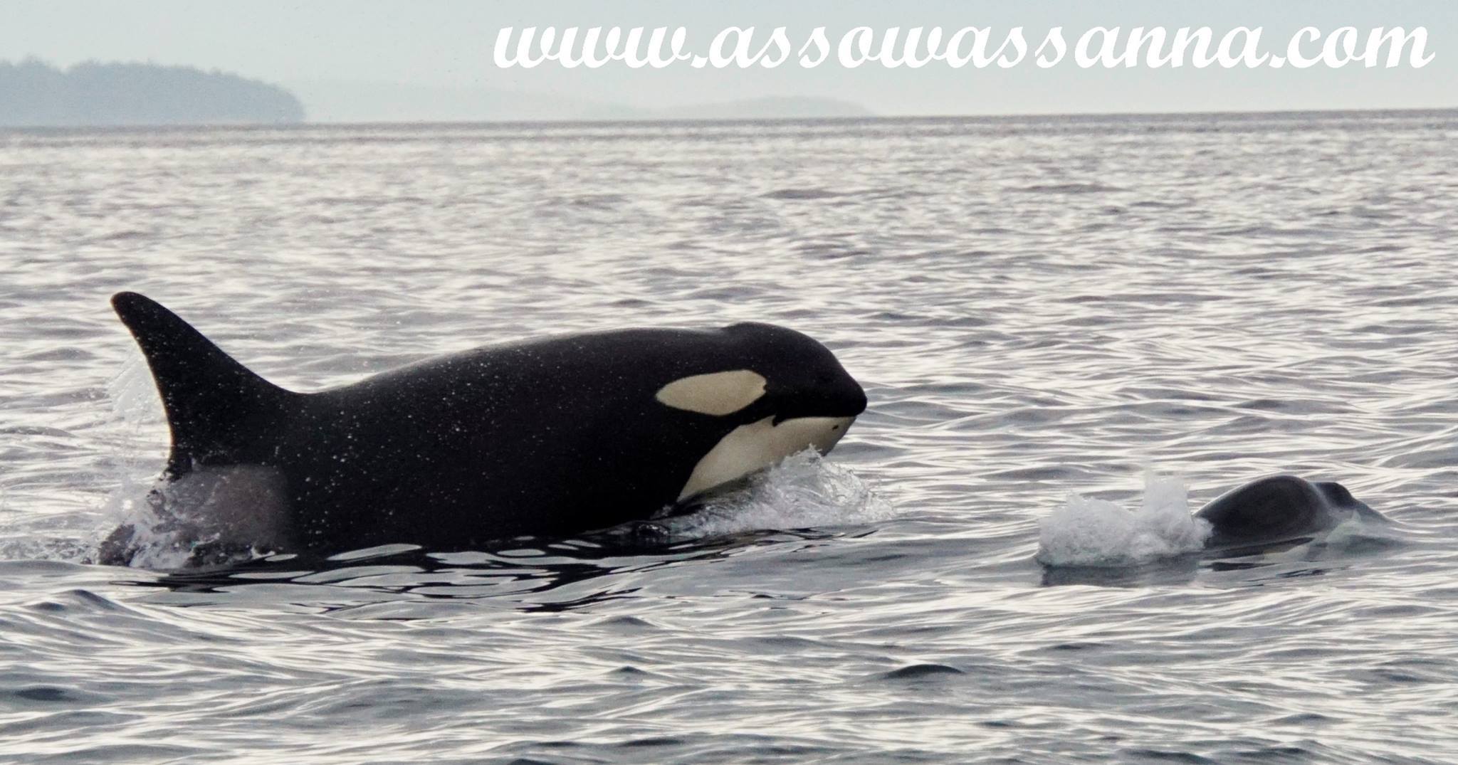 13963040_10153929724198865_7787794803807906225_o