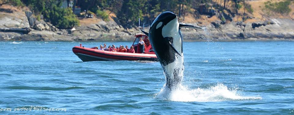 14022084_10153937401933865_2306204334355767426_n