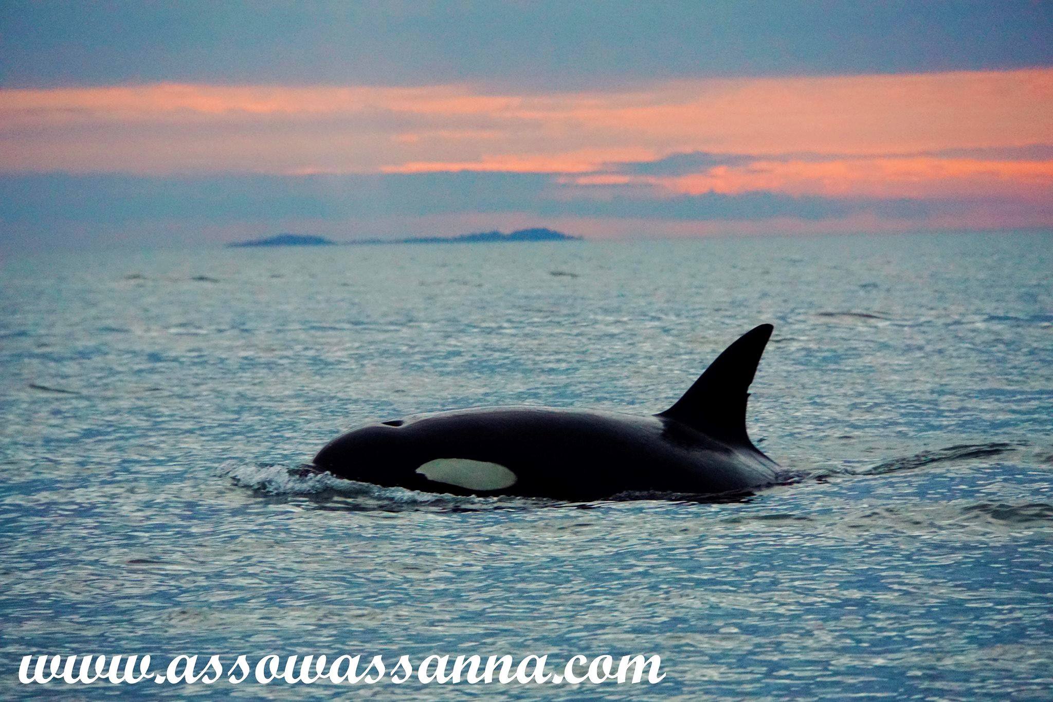 14068004_10153940168273865_6338046393255378913_o