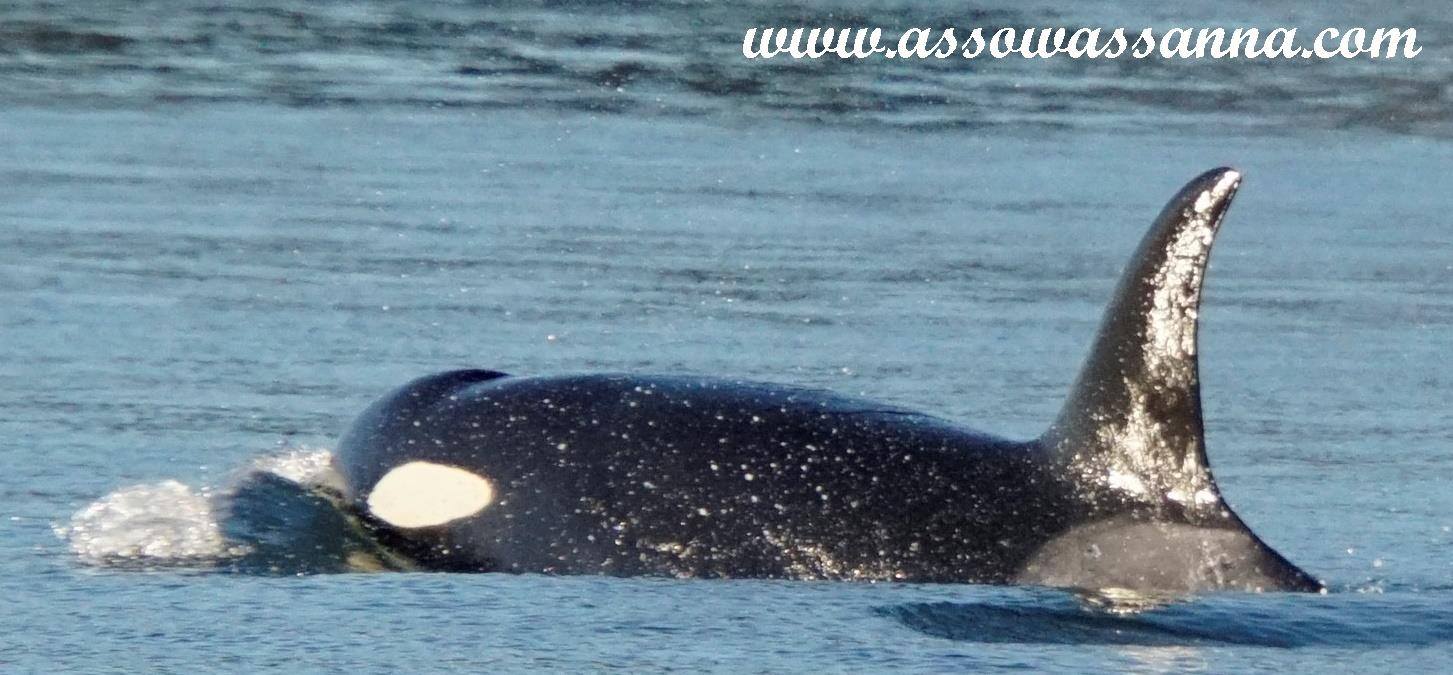 14086487_10153966463748865_4502950394265921777_o