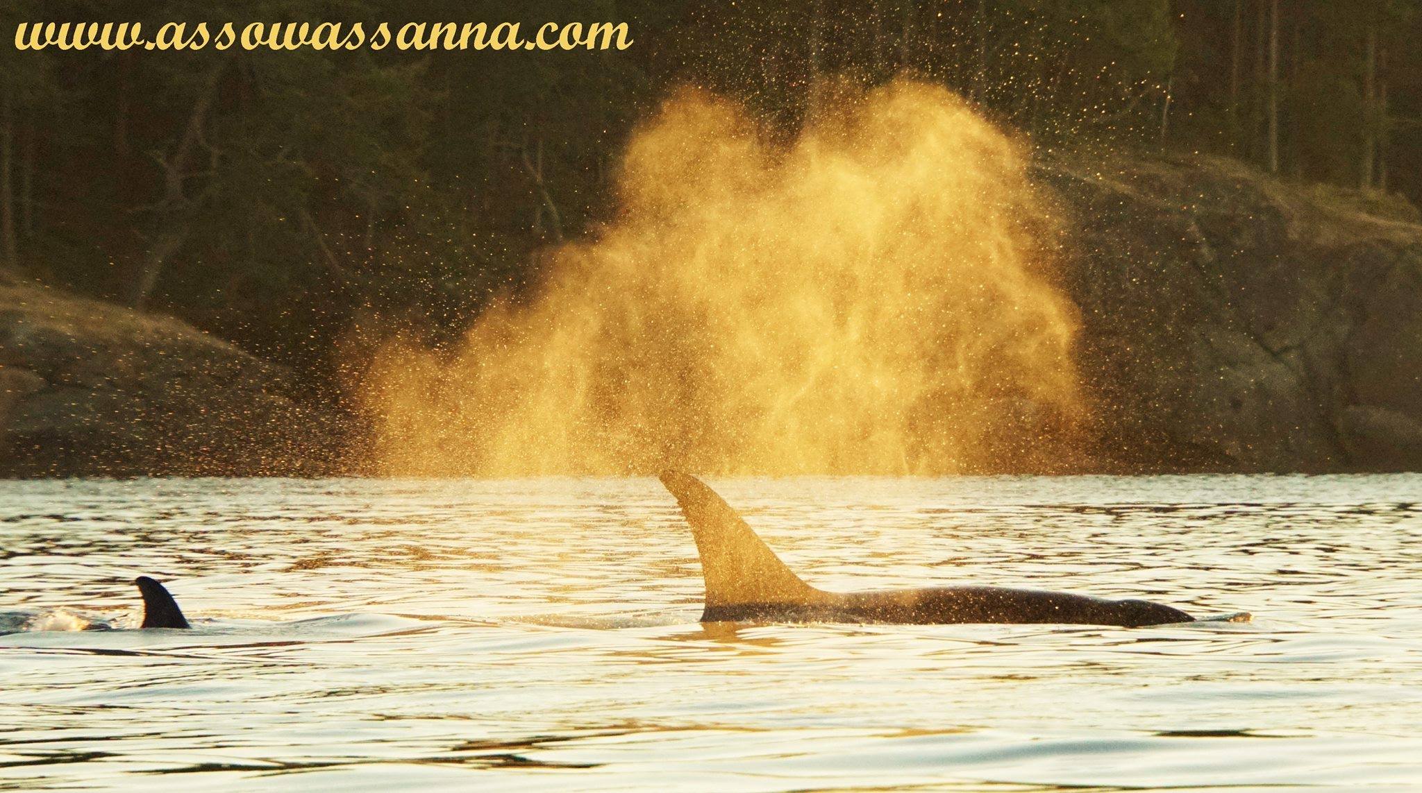 14125068_10153966515388865_7344809057194462244_o