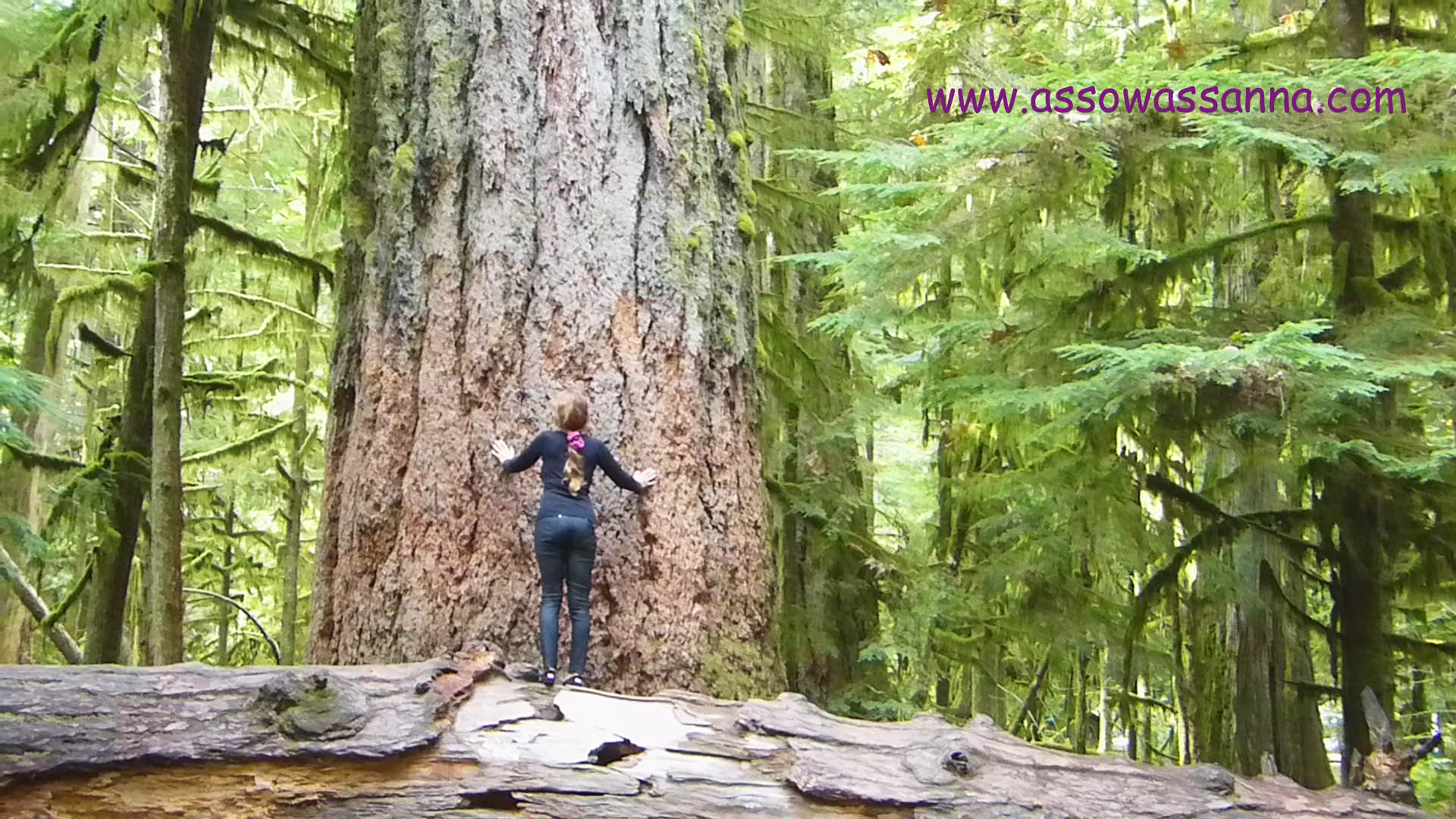 Douglas a cathedrale grove