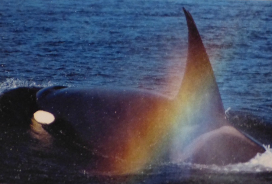 les maitres arc en ciel