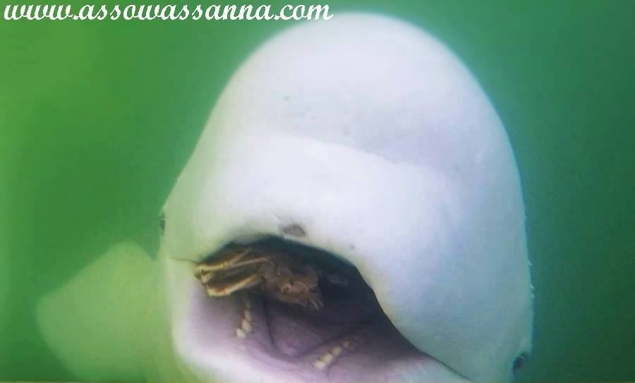 14183912_10153998286733865_7886562659138174929_n