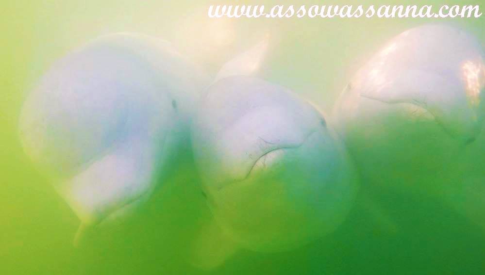 14435172_10154060168963865_1084635407615915764_o