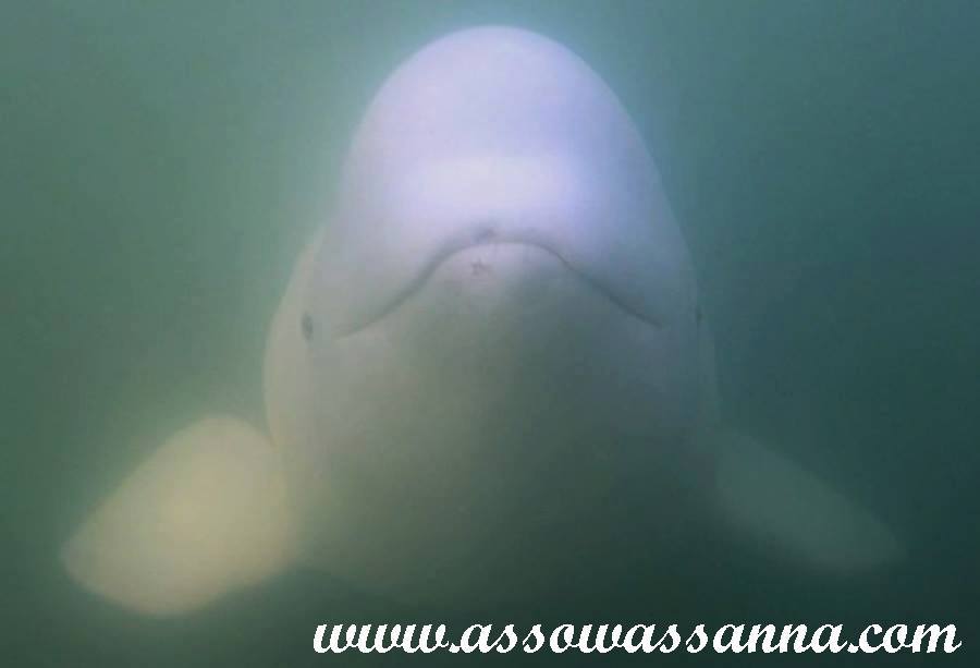 14457324_10154037963743865_4485018077329961532_n