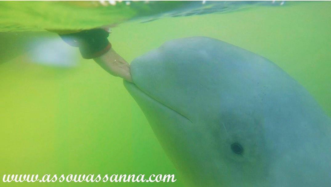 14543877_10154065059623865_3820455794559945407_o