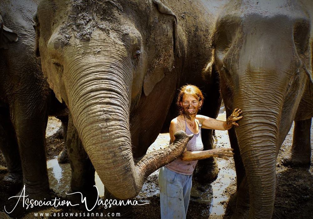 Elephant Terre Happy