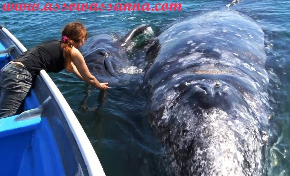 Recevoir les enseignements des baleines.